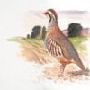 watercolour of a red-legged partridge