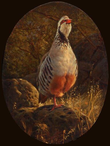 Perdiz en celo - perdiz roja - pinturas