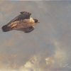 Falco pellegrino (falco peregrinus)