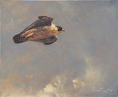 Wanderfalke (falco peregrinus)