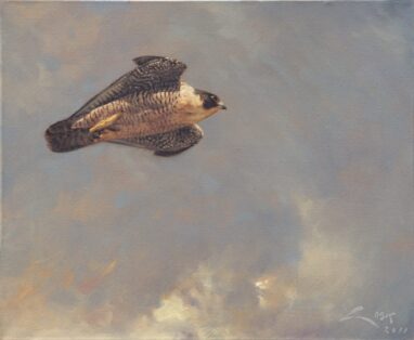 halcón peregrino volando - pinturas