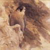 Peregrine Falcon oil painting