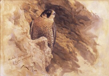 Halcón Peregrino - cuadro al óleo