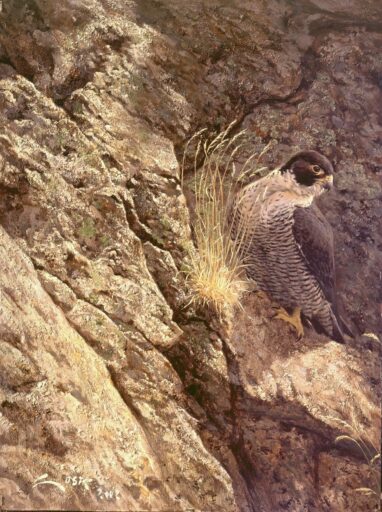 Halcón peregrino en cantil - pintura