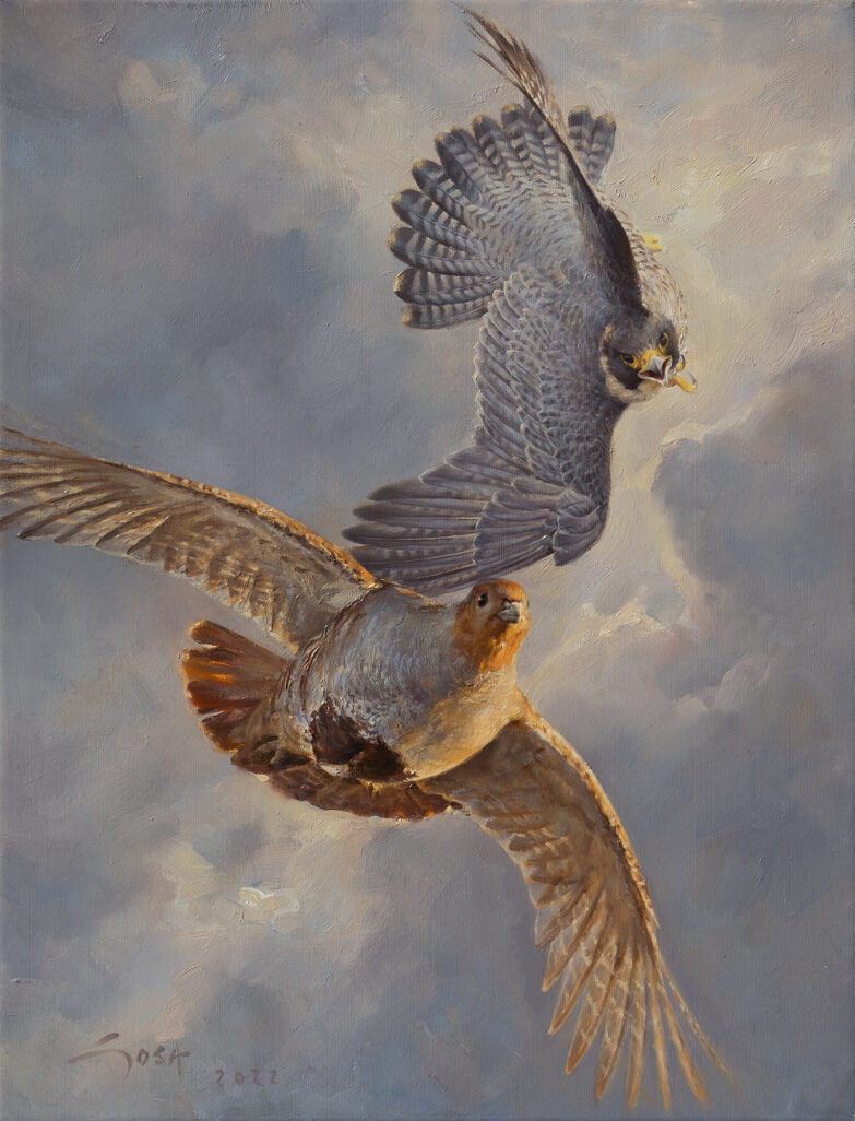 Peregrine falcon hunting in flight after a grey partridge