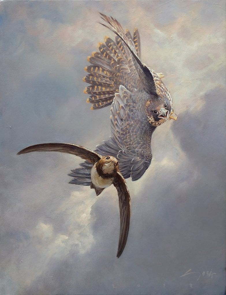 Peregrine Falcon and Alpine Swift painting