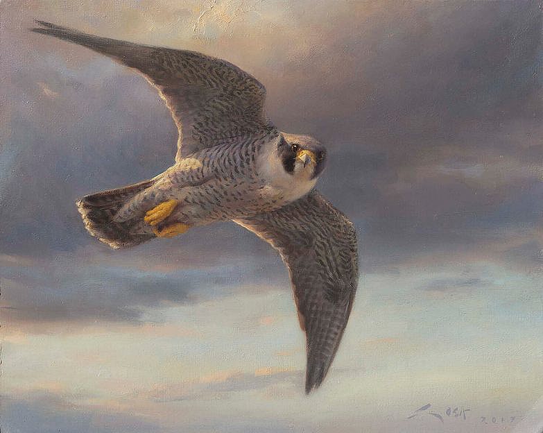 Peregrine falcon painting