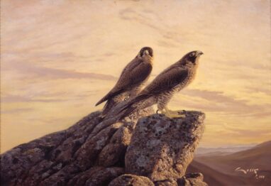 Halcón peregrino