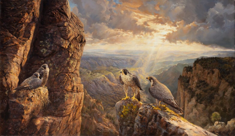 Faucons pèlerins de Monterey