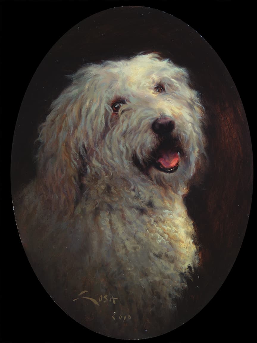 Portrait of a Catalan Sheepdog Dog ( Canis familiaris )