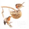 Two robins eating seeds