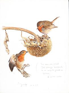 Two robins eating seeds