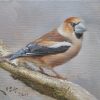 Hawfinch painting
