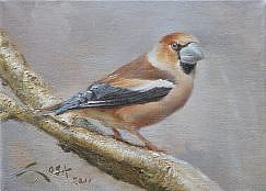Hawfinch painting