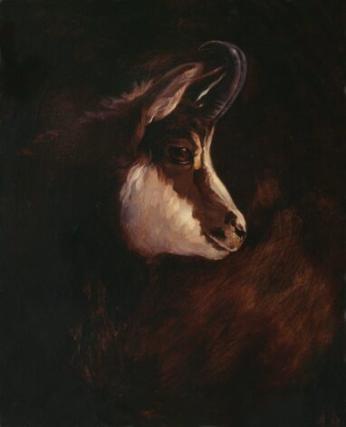 Pittura di un camoscio