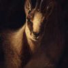 Painting of Chamois