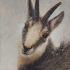 oil painting of a Chamois