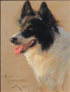 Border Collie - dog portraits