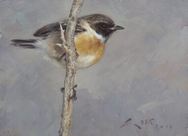 Tarabilla Comun (Saxicola torquata) - pinturas