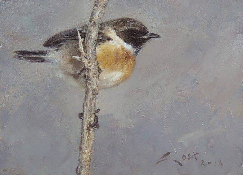 Tarabilla Comun (Saxicola torquata) - pinturas