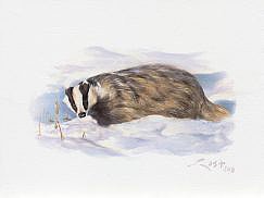 picture of Badger in the snow