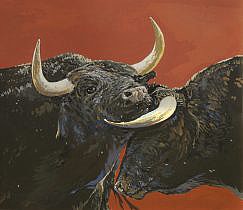 Pictures of bulls Bos primigenius taurus