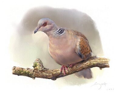 Tórtola europea - acuarela