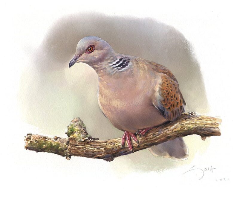 Tórtola europea - acuarela