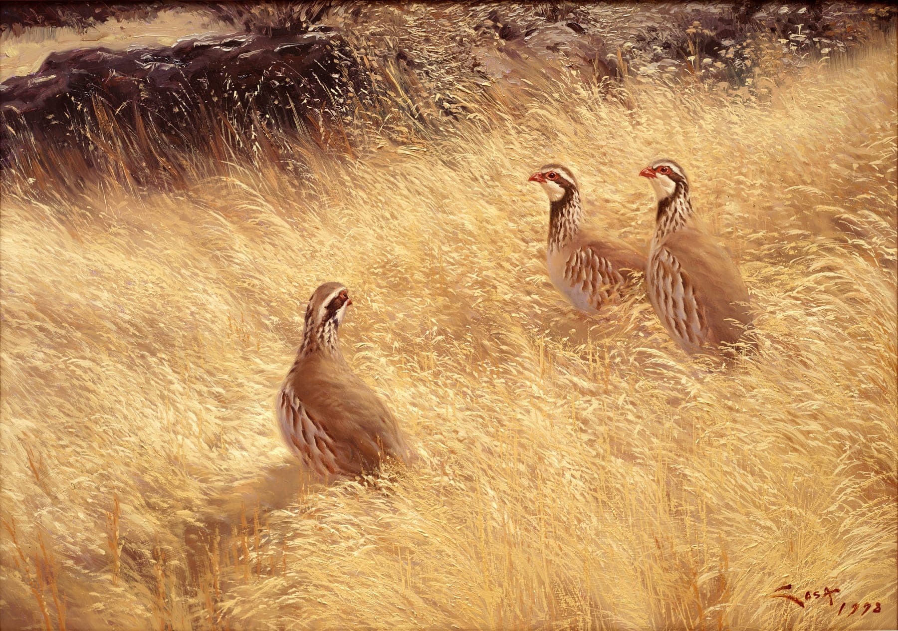 Picture of Red-legged Partridge (Alectoris rufa). Manuel Sosa © 1998