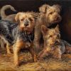 tres perros Yorkshires