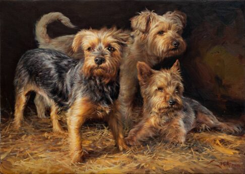 Perro Yorkshires - retrato - cuadro al óleo de Manuel Sosa