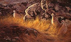 Pernice dalle zampe rosse (Alectoris rufa) - Immagini delle pernici