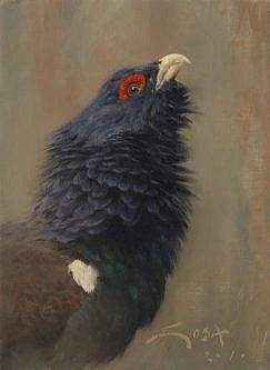 Pittura di gallo cedrone (Tetrao urogallus)