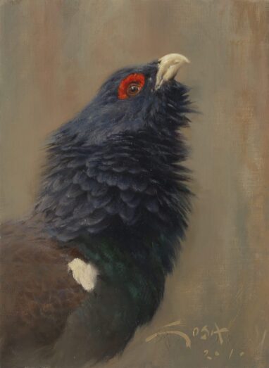 Urogallo - pinturas y cuadros
