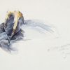 Black-necked grebe (Podiceps nigricollis)