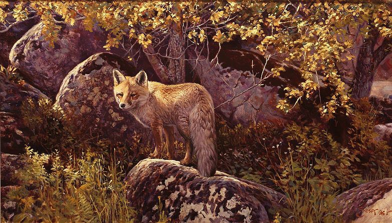 Fuchs ( Vulpes vulpes ). Bilder von Füchsen