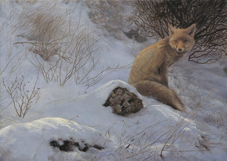 Box fox ( Vulpes vulpes )