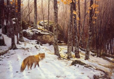 Zorro en robledal nevado
