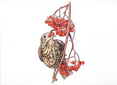 Gemälde einer Drossel, die rote Beeren isst