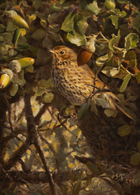 pintura de Zorzal (Turdus philomelos)