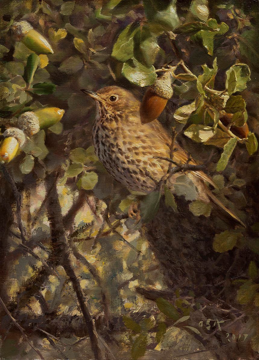 Painting of a Common Thrush (Turdus philomelos)